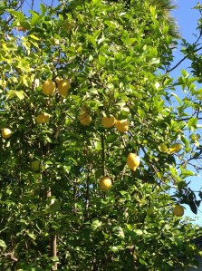 Lemon tree